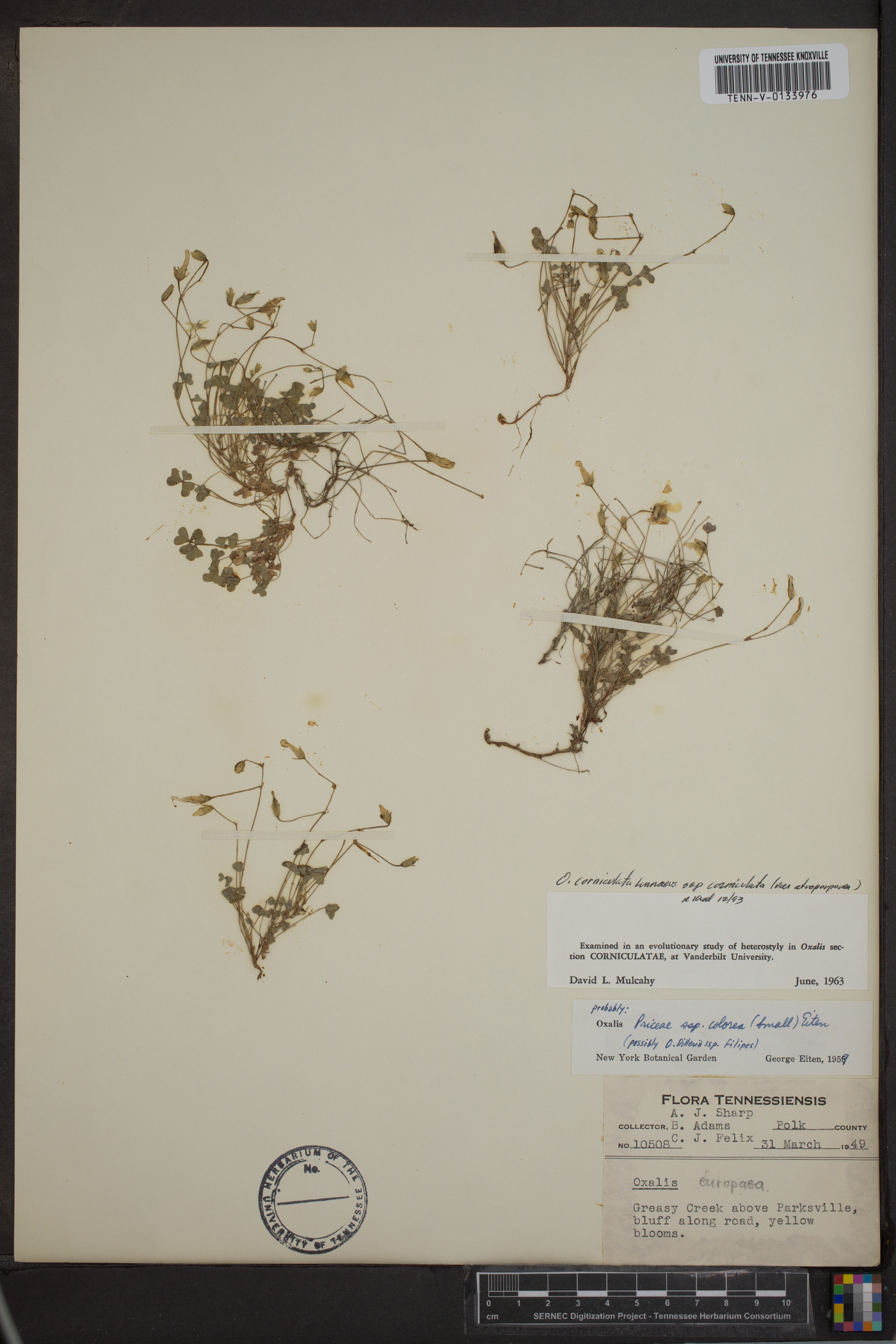 Oxalis corniculata subsp. corniculata image