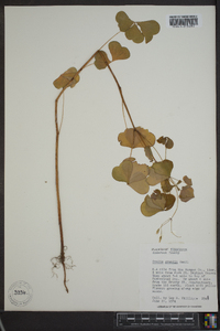 Oxalis grandis image