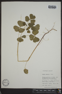 Oxalis grandis image