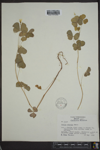 Oxalis grandis image