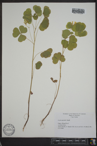 Oxalis grandis image