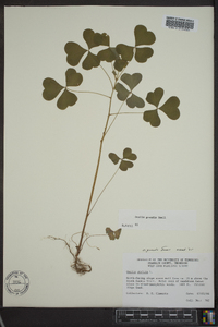 Oxalis grandis image