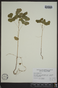 Oxalis grandis image