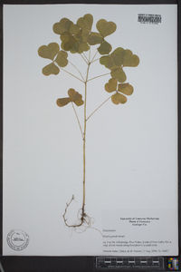 Oxalis grandis image