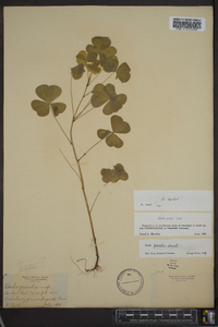 Oxalis grandis image