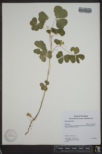 Oxalis grandis image