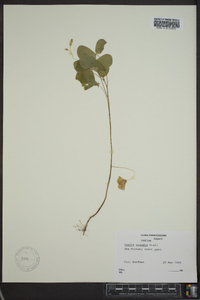 Oxalis grandis image