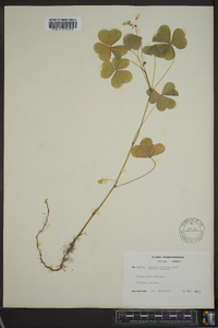 Oxalis grandis image