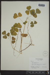 Oxalis grandis image