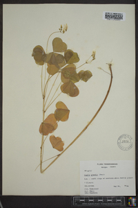 Oxalis grandis image