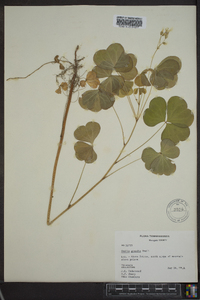 Oxalis grandis image