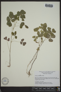 Oxalis grandis image