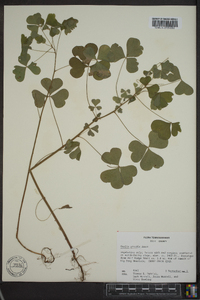 Oxalis grandis image