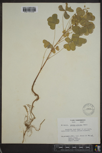 Oxalis grandis image