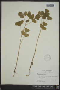 Oxalis grandis image