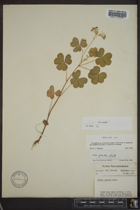 Oxalis grandis image