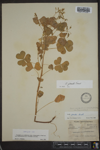 Oxalis grandis image