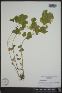 Oxalis grandis image