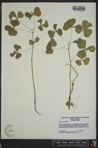 Oxalis grandis image