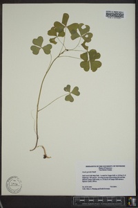 Oxalis grandis image