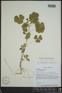 Oxalis illinoensis image