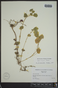 Oxalis illinoensis image