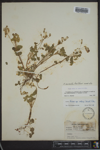 Oxalis priceae image