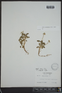 Oxalis priceae image