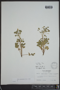 Oxalis priceae image