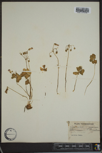 Oxalis violacea image