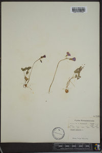 Oxalis violacea image