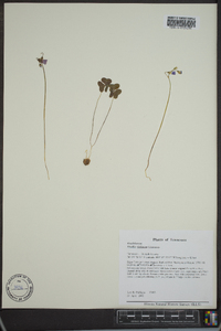 Oxalis violacea image