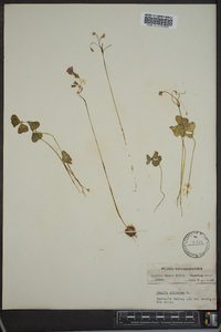 Oxalis violacea image