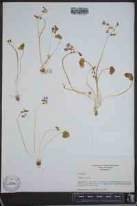 Oxalis violacea image