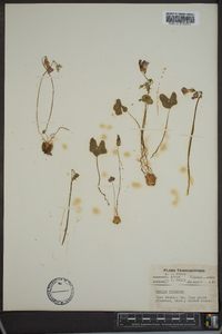 Oxalis violacea image