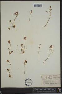 Oxalis violacea image