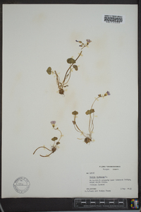 Oxalis violacea image