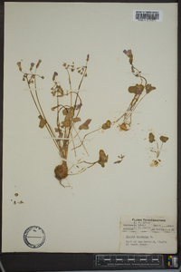 Oxalis violacea image