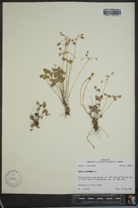 Oxalis corymbosa image