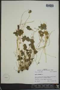 Oxalis corymbosa image