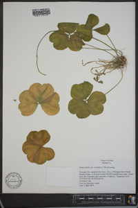 Oxalis debilis image