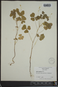 Oxalis grandis image