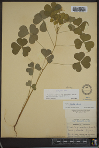 Oxalis grandis image