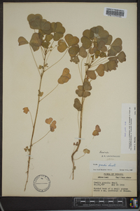 Oxalis grandis image