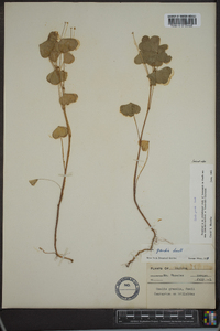 Oxalis grandis image