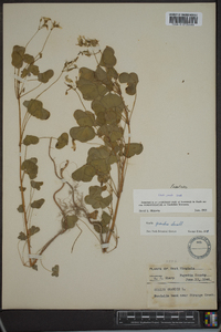 Oxalis grandis image