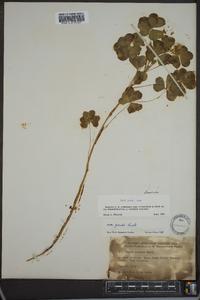 Oxalis grandis image