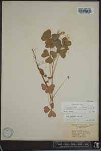 Oxalis grandis image