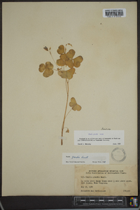 Oxalis grandis image