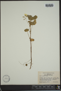 Oxalis grandis image